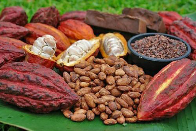 Chiết xuất khô quả Cacao